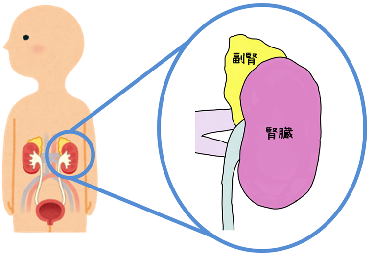 副腎疲労とは何ですか?