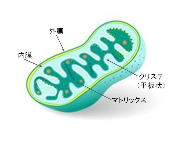 ミトコンドリアを元気にする 貴方のサプリが効かない理由